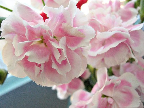 21/365 (by Heather-L)