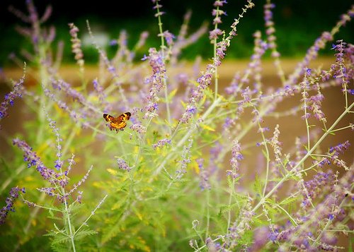 5D 9952 (Medium) (by Heather-L)