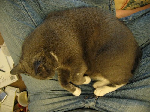 Lap (by Heather-L)