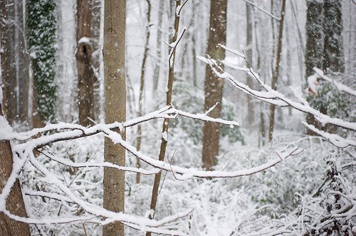 http://www.crickie.com/wp-content/uploads/2010/02/4352259267_d58155da53.jpg