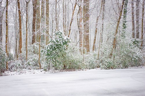 http://www.crickie.com/wp-content/uploads/2010/02/4353003612_a90c6d16a7.jpg