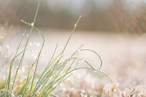 Grass Jewels (by Heather-L)
