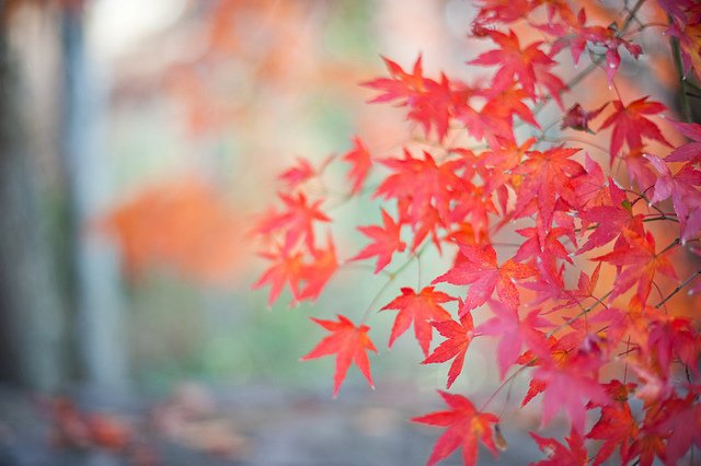 http://www.crickie.com/wp-content/uploads/2010/11/5212739270_f3d9187728_z.jpg