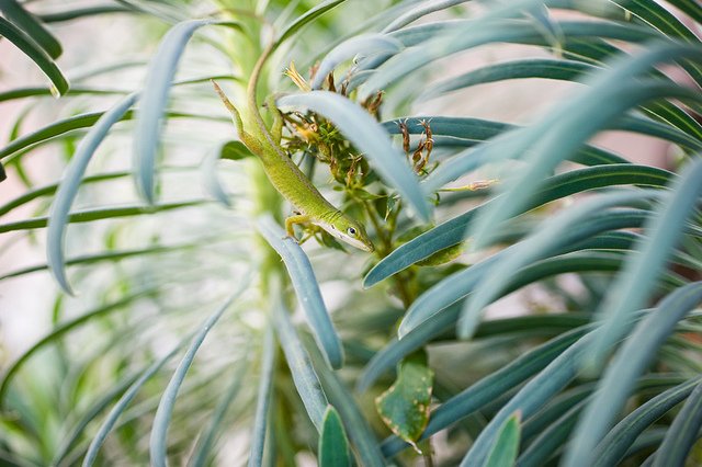 http://www.crickie.com/wp-content/uploads/2010/11/5212740010_71417461e4_z.jpg
