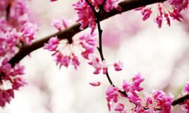 Redbud