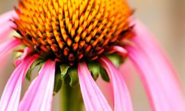 Macro