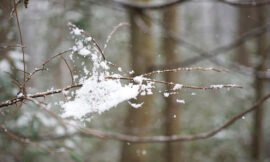 Snow day!