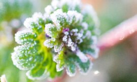 Sugar coated (62/365)