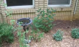 Garden photos
