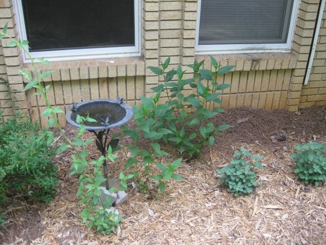 Read more about the article Garden photos