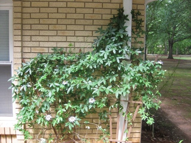Read more about the article Garden blooms!