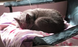 Cat Thermometer