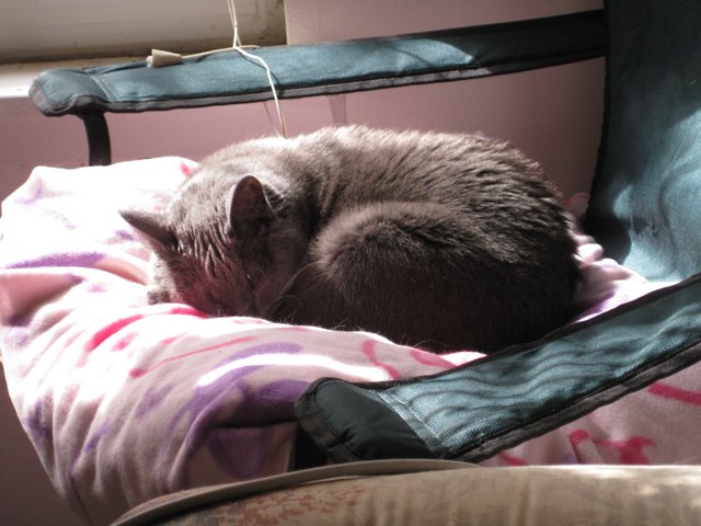 Read more about the article Cat Thermometer