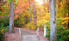 Fall Color