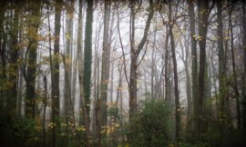 Foggy morn
