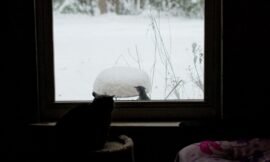 The ‘Holy Crap, snow!’ tour