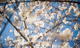 Spring is springing!