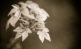 New leaves