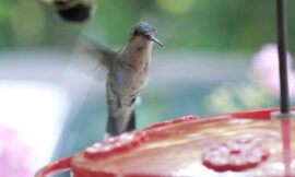 Hummer Warz!