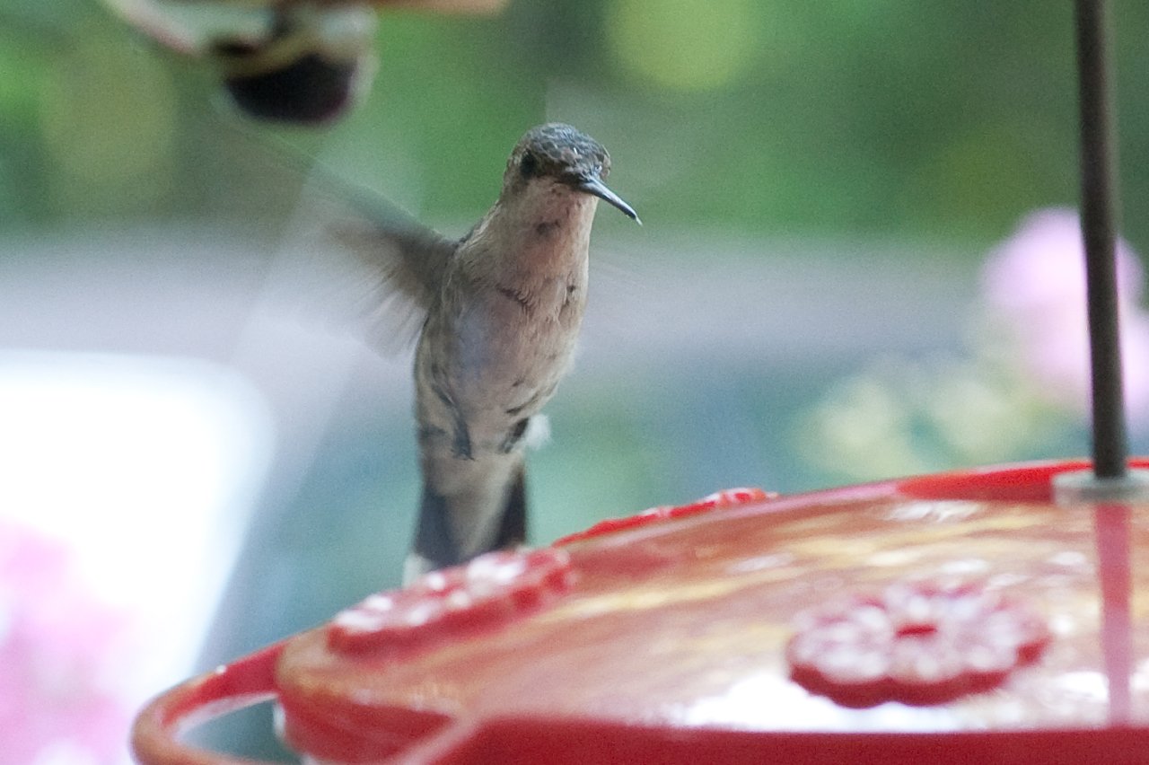 Read more about the article Hummer Warz!