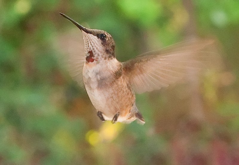 Read more about the article Wiener birds