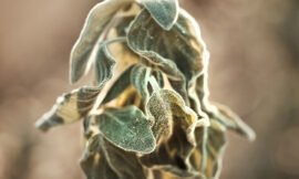 3/52 â€“ 52 weeks of macro nature photos