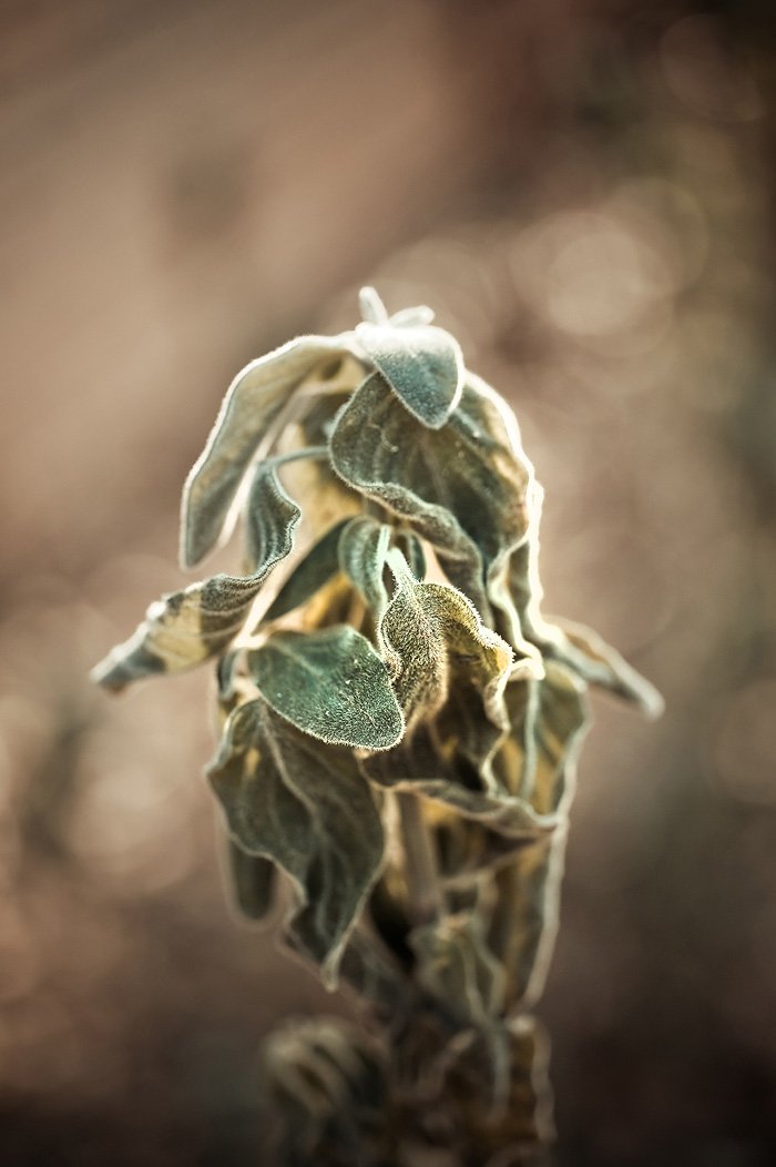 Read more about the article 3/52 â€“ 52 weeks of macro nature photos