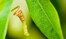 4/52 â€“ 52 weeks of macro nature photos