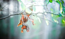 1/52 – 52 weeks of macro nature photos