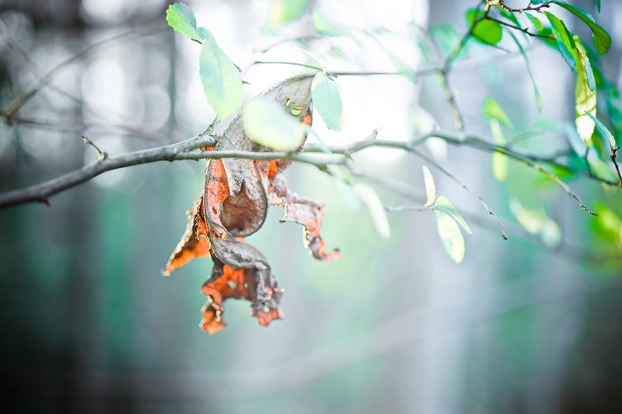 Read more about the article 1/52 – 52 weeks of macro nature photos