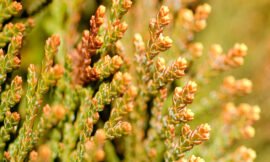 5/52 â€“ 52 weeks of macro nature photos
