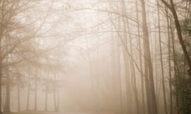 Fog