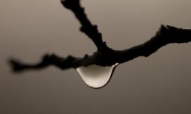 2/52 â€“ 52 weeks of macro nature photos