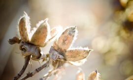 6/52 Macro nature photos