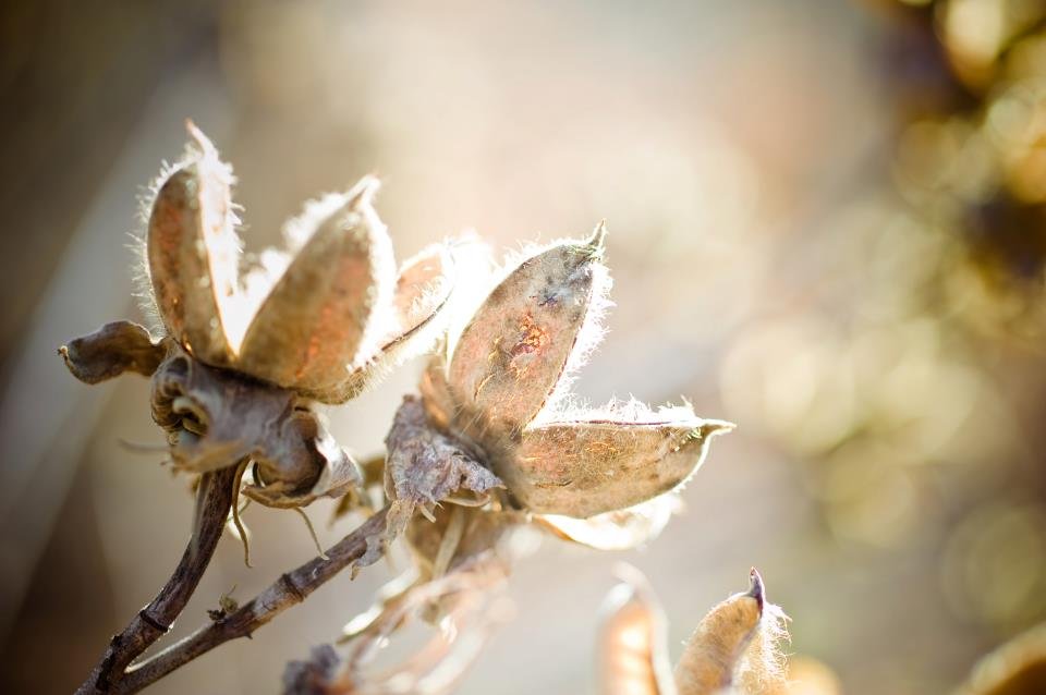 Read more about the article 6/52 Macro nature photos