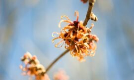 7/52 – Macro nature photos