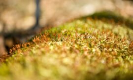 8/52 – Macro nature photos