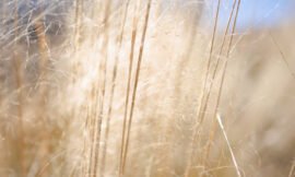 10/52 – Macro nature photos