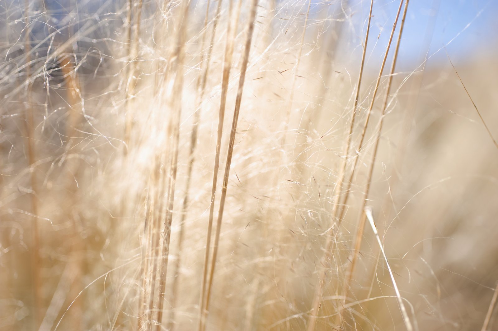 Read more about the article 10/52 – Macro nature photos