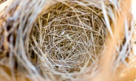 9/52 – Macro nature photos