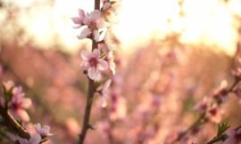 11/52 – Macro nature photos
