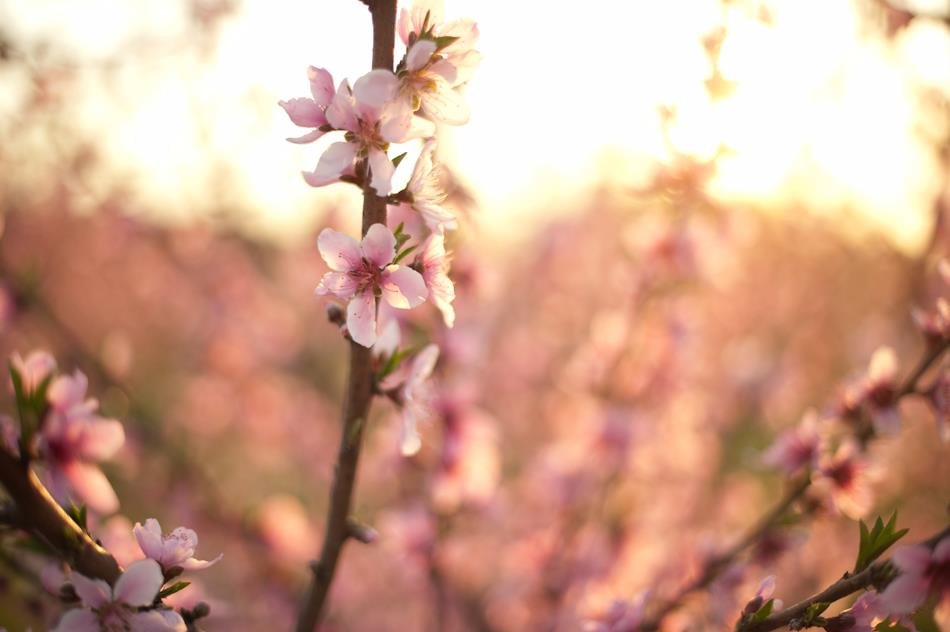 Read more about the article 11/52 – Macro nature photos