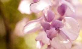 13/52 – Macro nature photos