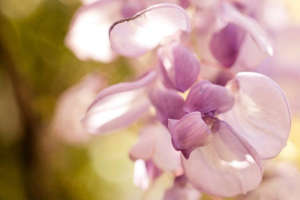 Read more about the article 13/52 – Macro nature photos
