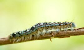 14/52 – Macro nature photos