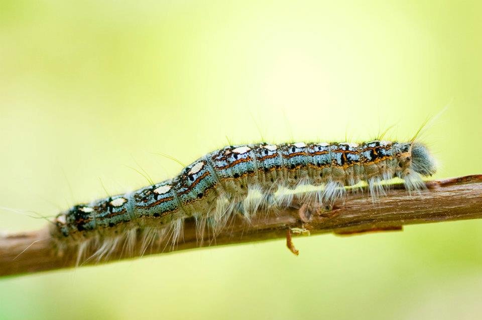 Read more about the article 14/52 – Macro nature photos