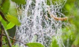 17/52 – Macro Nature Photos