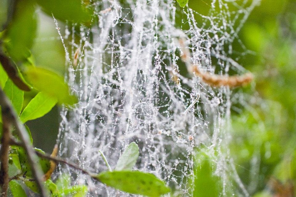 Read more about the article 17/52 – Macro Nature Photos
