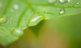 24/52 – Wet leaves