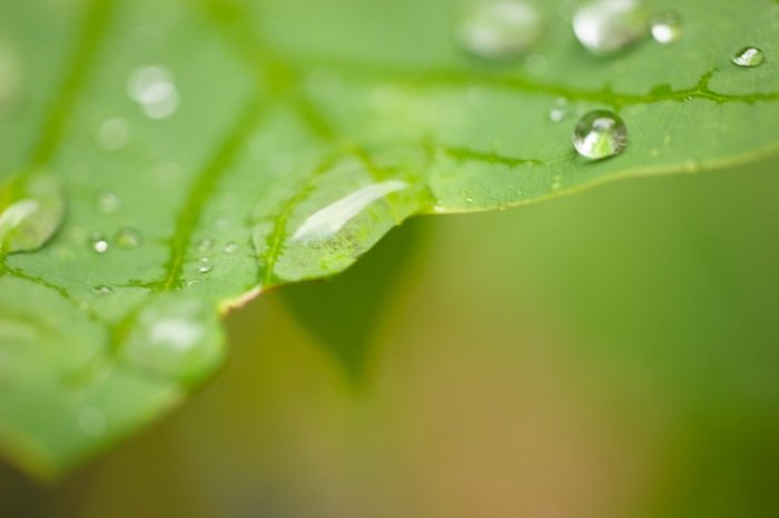 Read more about the article 24/52 – Wet leaves
